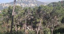 Prime Land for Sale in Aaraya – Baabda