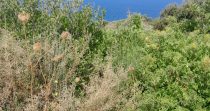 Land for Sale in Berbara – Jbeil