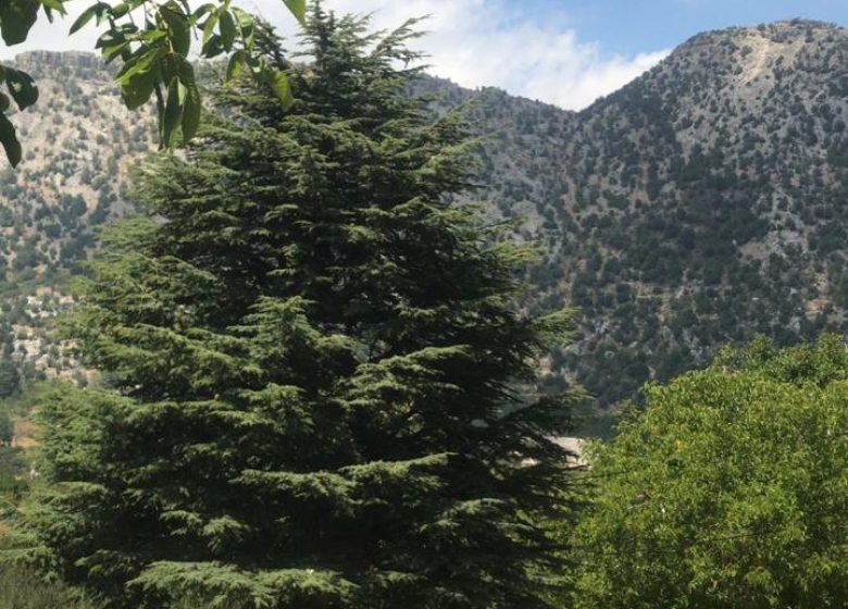 Land for Sale in Balaa – Batroun image