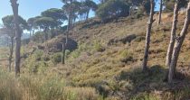 Land for Sale in Douar – El Maten